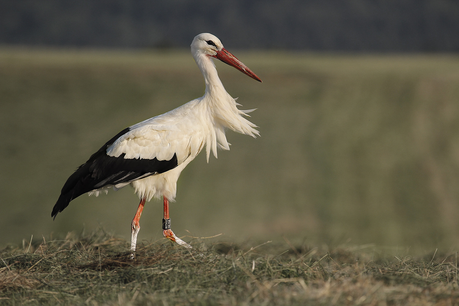 Canon EF 100-400mm F4.5-5.6L IS USM sample photo. Storch photography