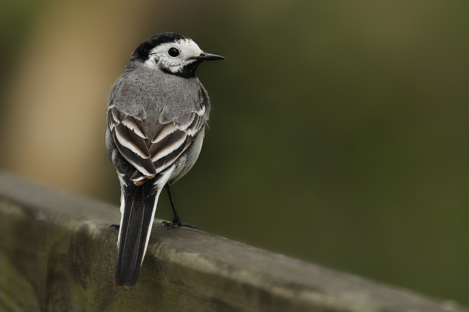 Canon EF 100-400mm F4.5-5.6L IS USM sample photo. Ueberdieschulter photography