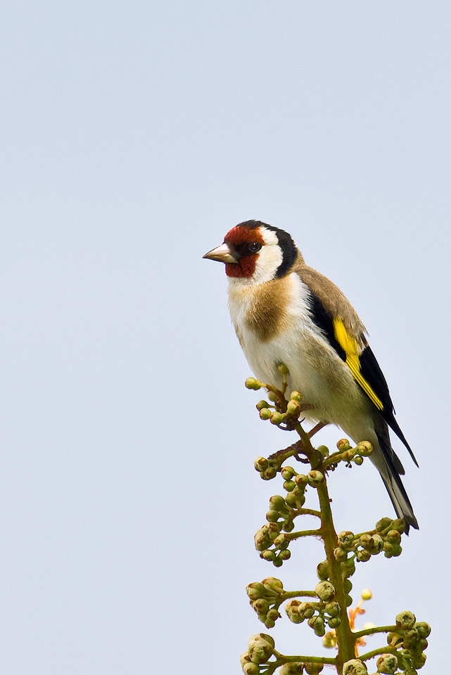 Canon EF 100-400mm F4.5-5.6L IS USM sample photo. 21150751.jpg photography