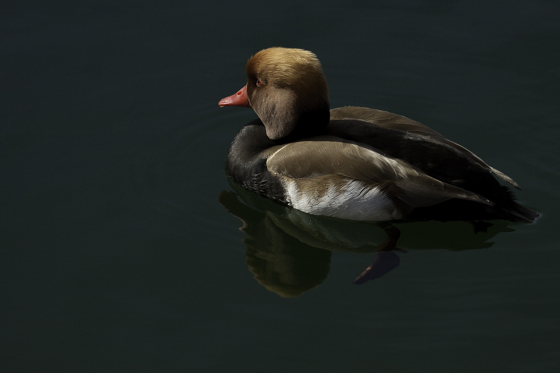 Canon EF 100-400mm F4.5-5.6L IS USM sample photo. Kolbenente photography