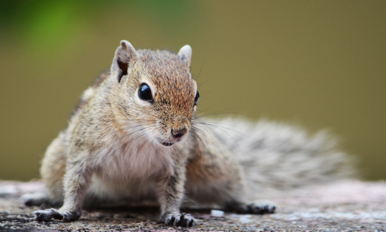 Nikon D5100 + Nikon AF Nikkor 20mm F2.8D sample photo. Squirrel photography