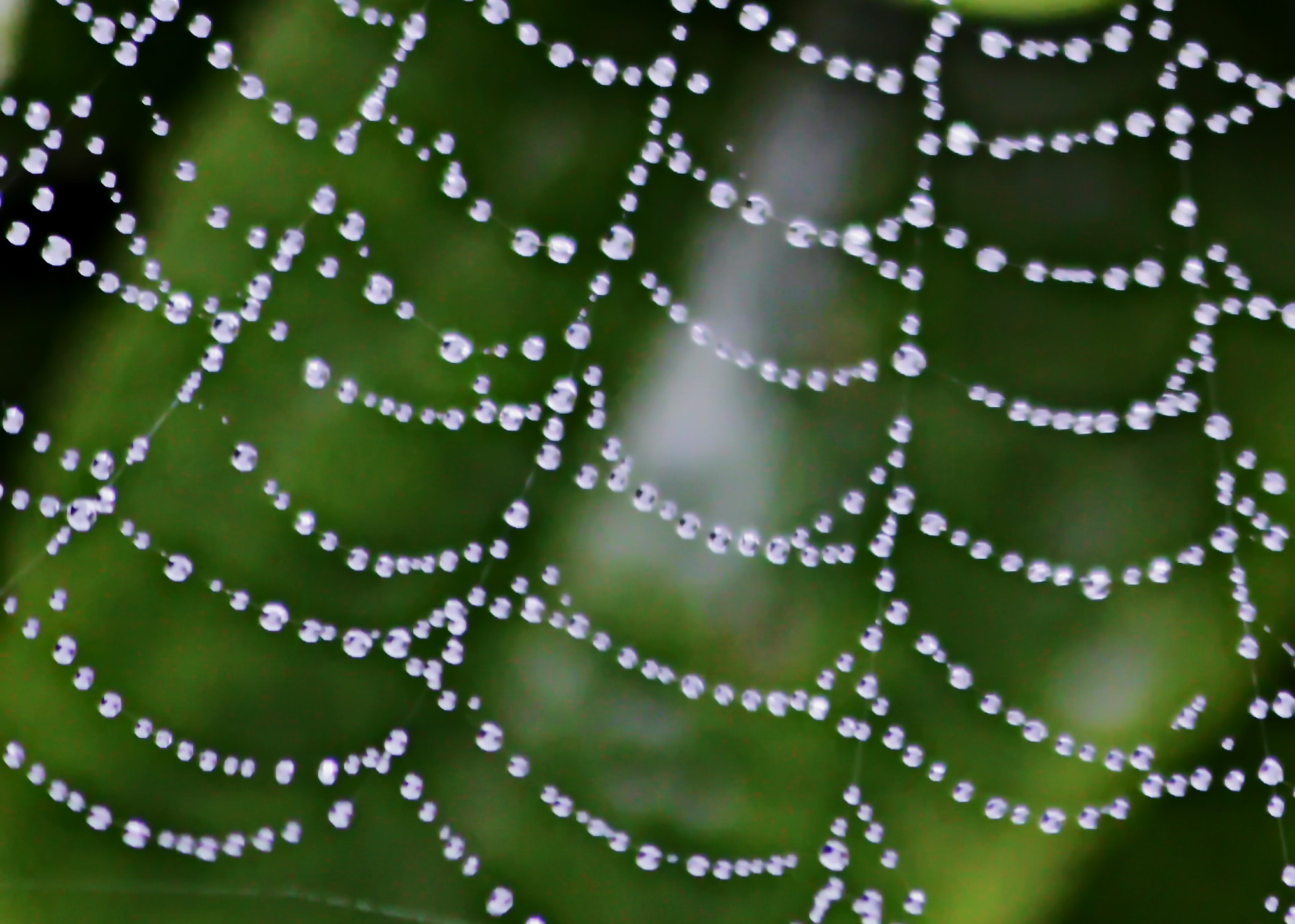 Canon EOS 450D (EOS Rebel XSi / EOS Kiss X2) + Canon EF 75-300mm F4.0-5.6 IS USM sample photo. Dew on a spiders web photography