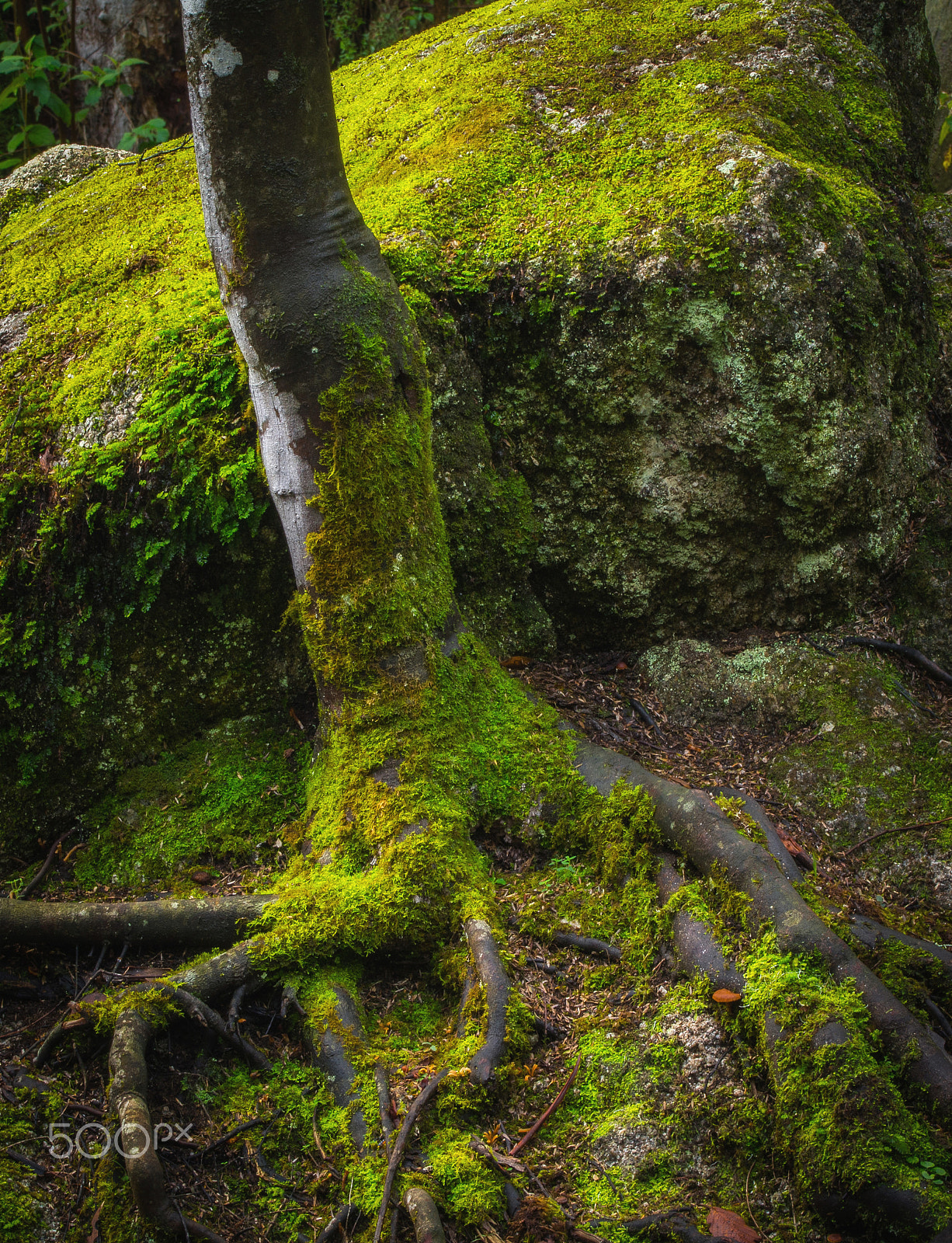 Olympus OM-D E-M5 sample photo. Moss of ages photography