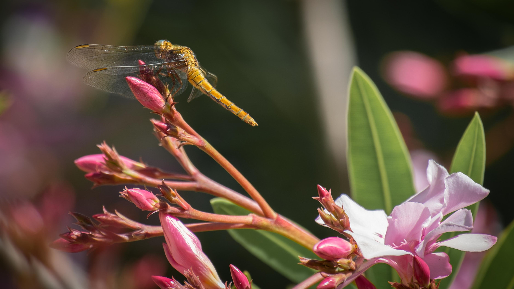 Fujifilm X-M1 + Fujifilm XC 50-230mm F4.5-6.7 OIS sample photo. Concours photography