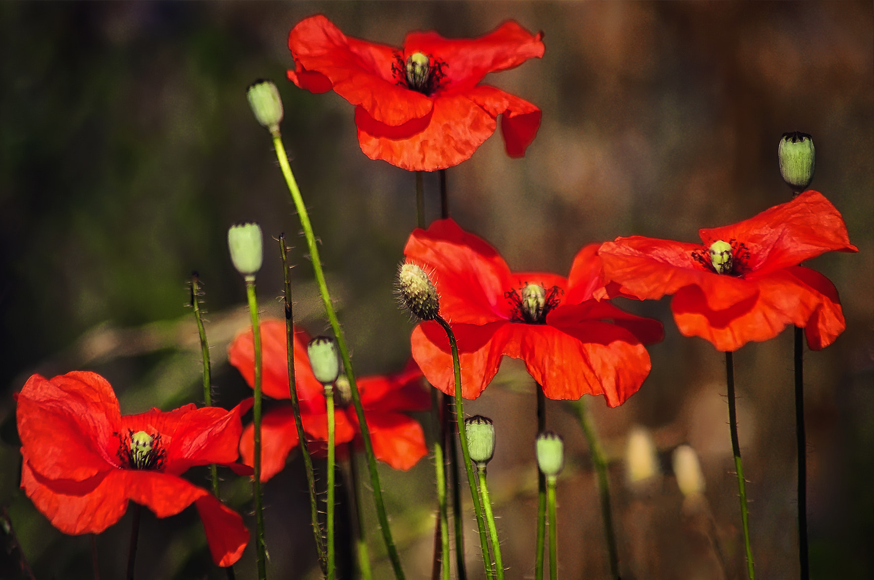 Pentax K-r + Tamron AF 70-300mm F4-5.6 Di LD Macro sample photo. Poppies photography