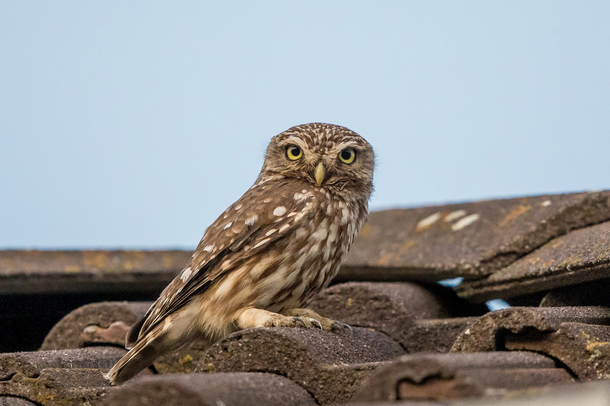 Canon EF 500mm F4L IS II USM sample photo. On the roof photography