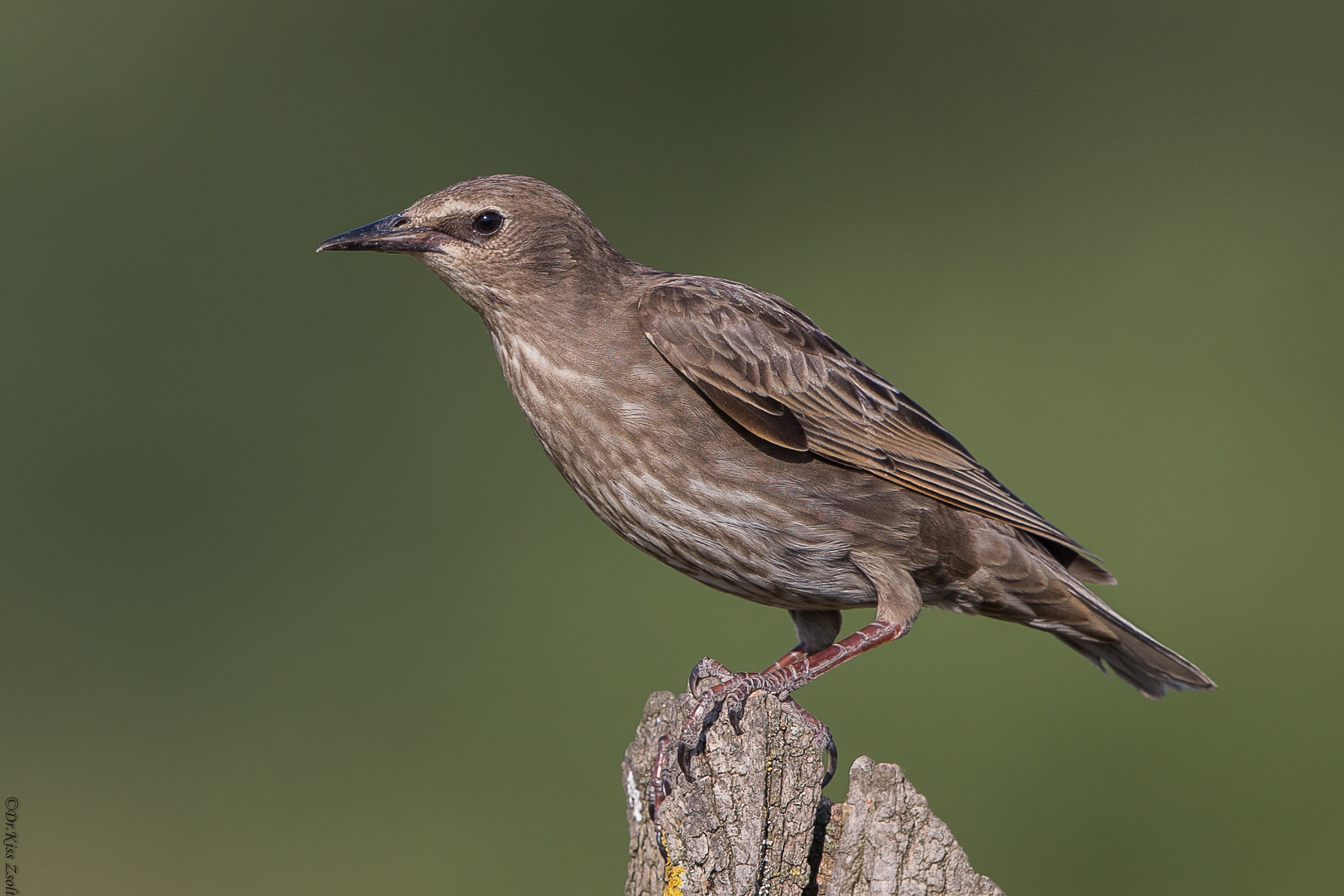 Canon EF 500mm F4L IS II USM sample photo. Young starling photography