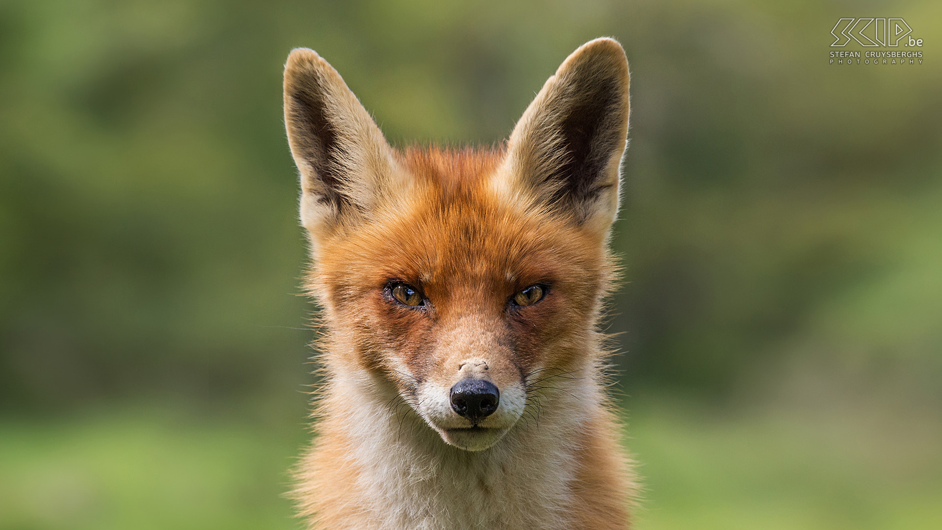 Sigma 50-500mm F4.5-6.3 DG OS HSM sample photo. Red fox photography