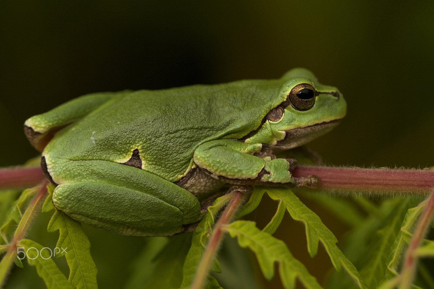 Sigma APO Macro 150mm f/2.8 EX DG HSM sample photo. Green is beautiful photography