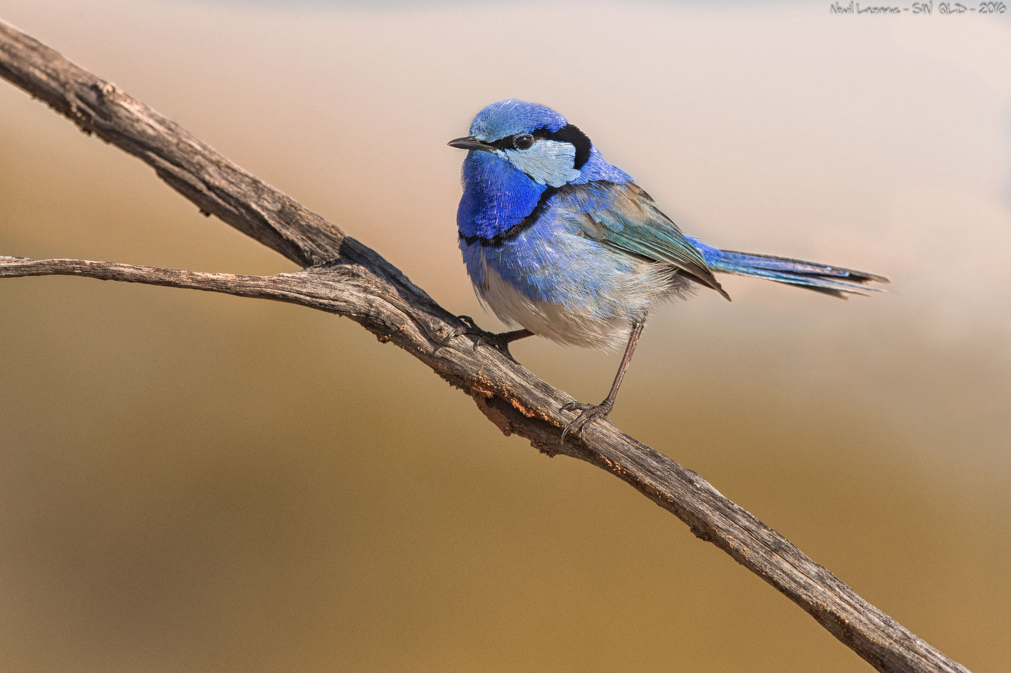 Canon EF 500mm F4L IS II USM sample photo. Splendid fairy-wren photography