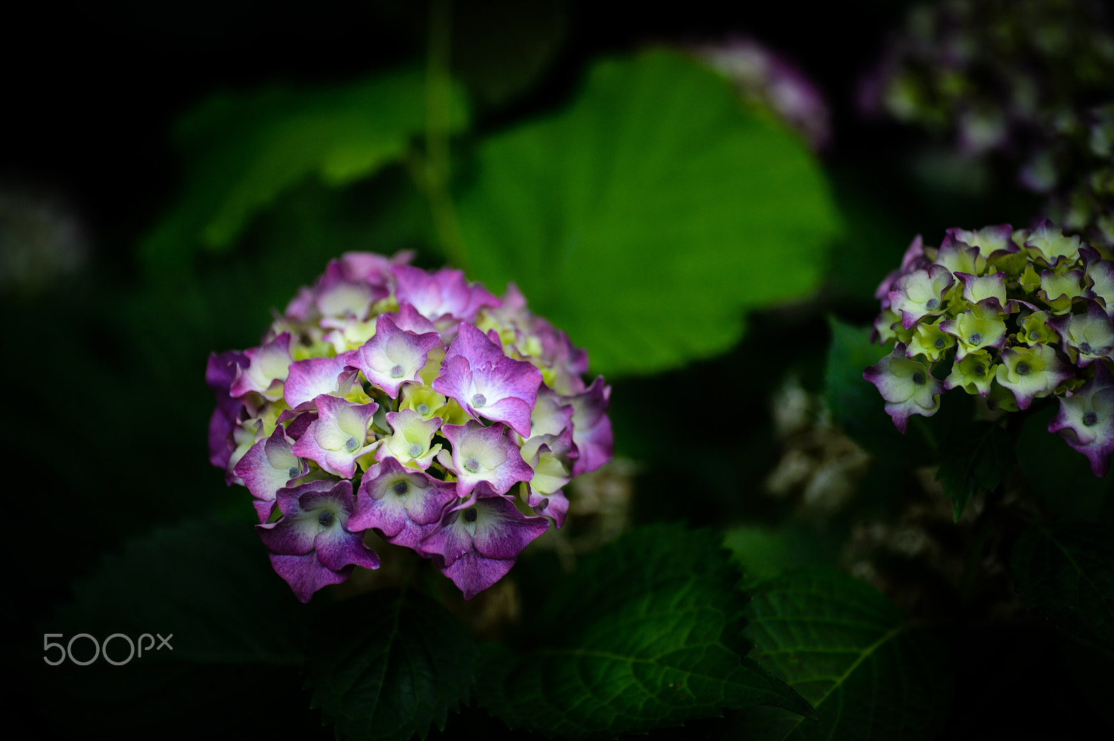 Nikon Df sample photo. Hortensia coloring photography