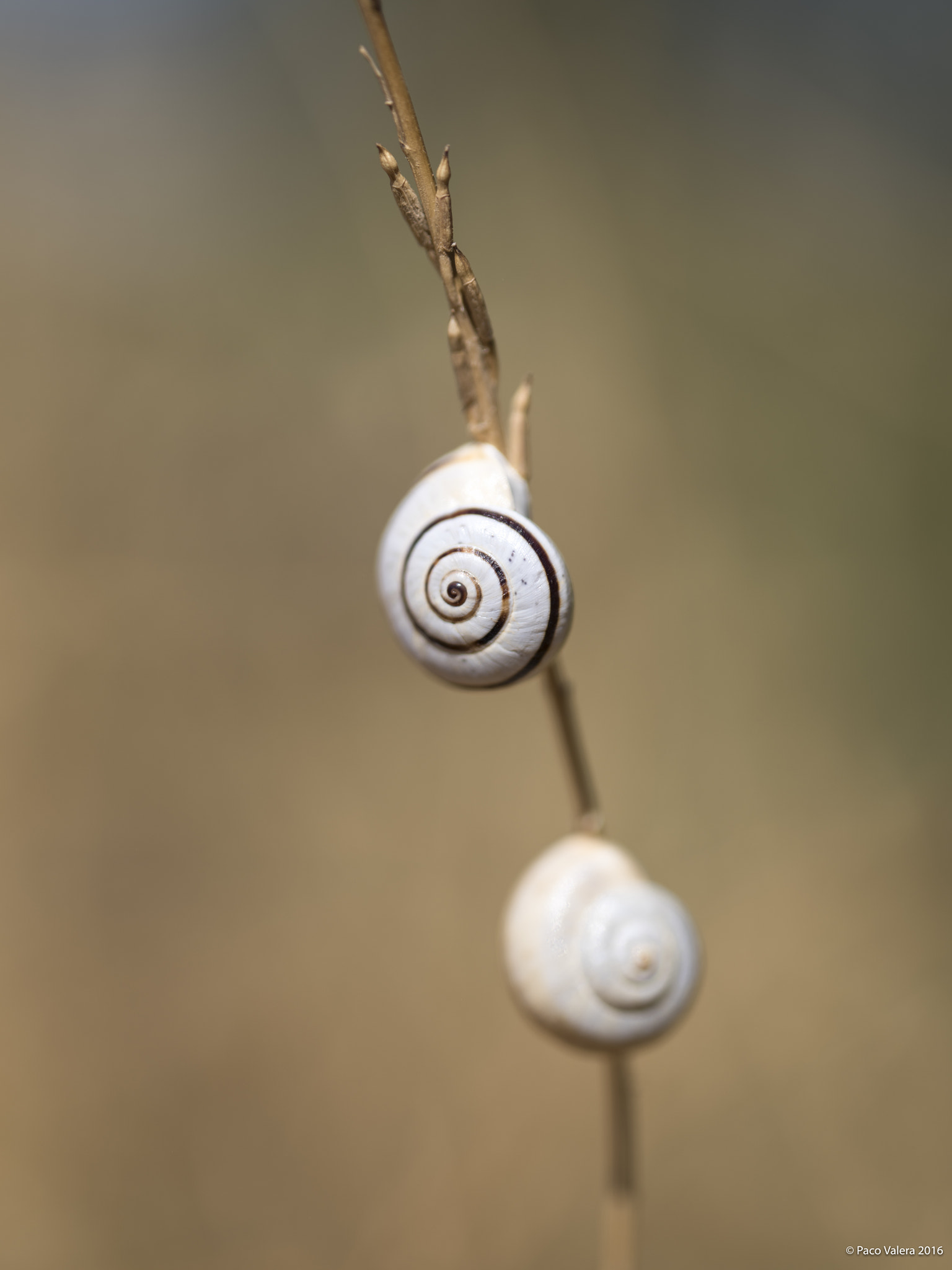 Pentax 645Z sample photo. Fine art nature photography