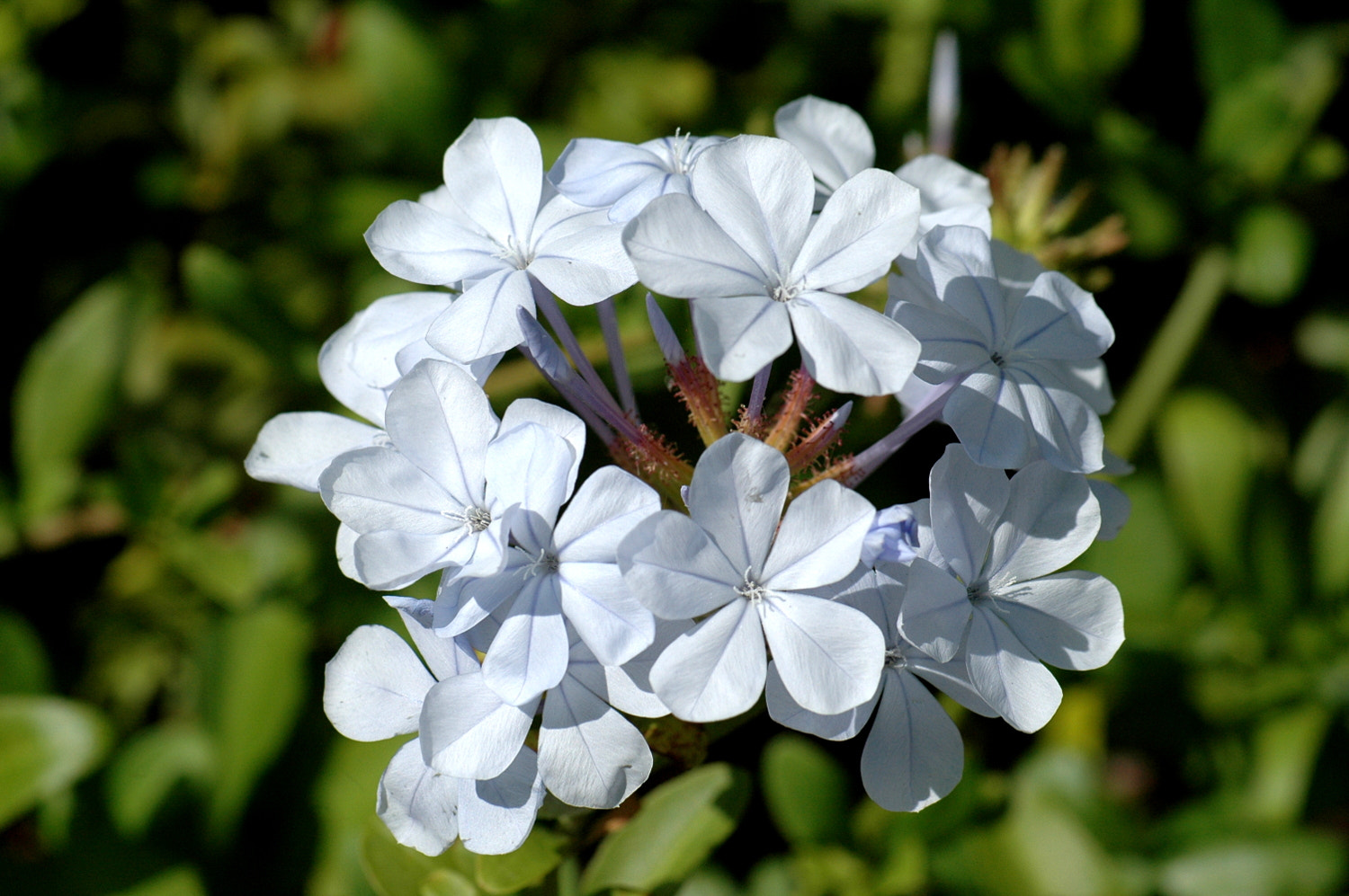Nikon D70s + Sigma Macro 90mm F2.8 sample photo. A photography