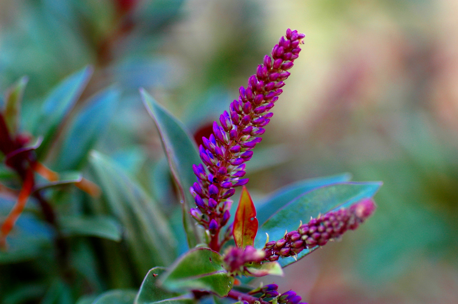 Nikon D70s + Sigma Macro 90mm F2.8 sample photo. A photography