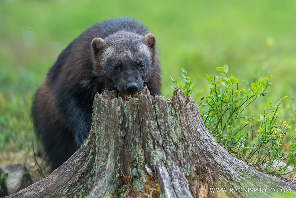 Nikon AF-S Nikkor 300mm F2.8G ED VR II sample photo. Wolverine searching for a food photography