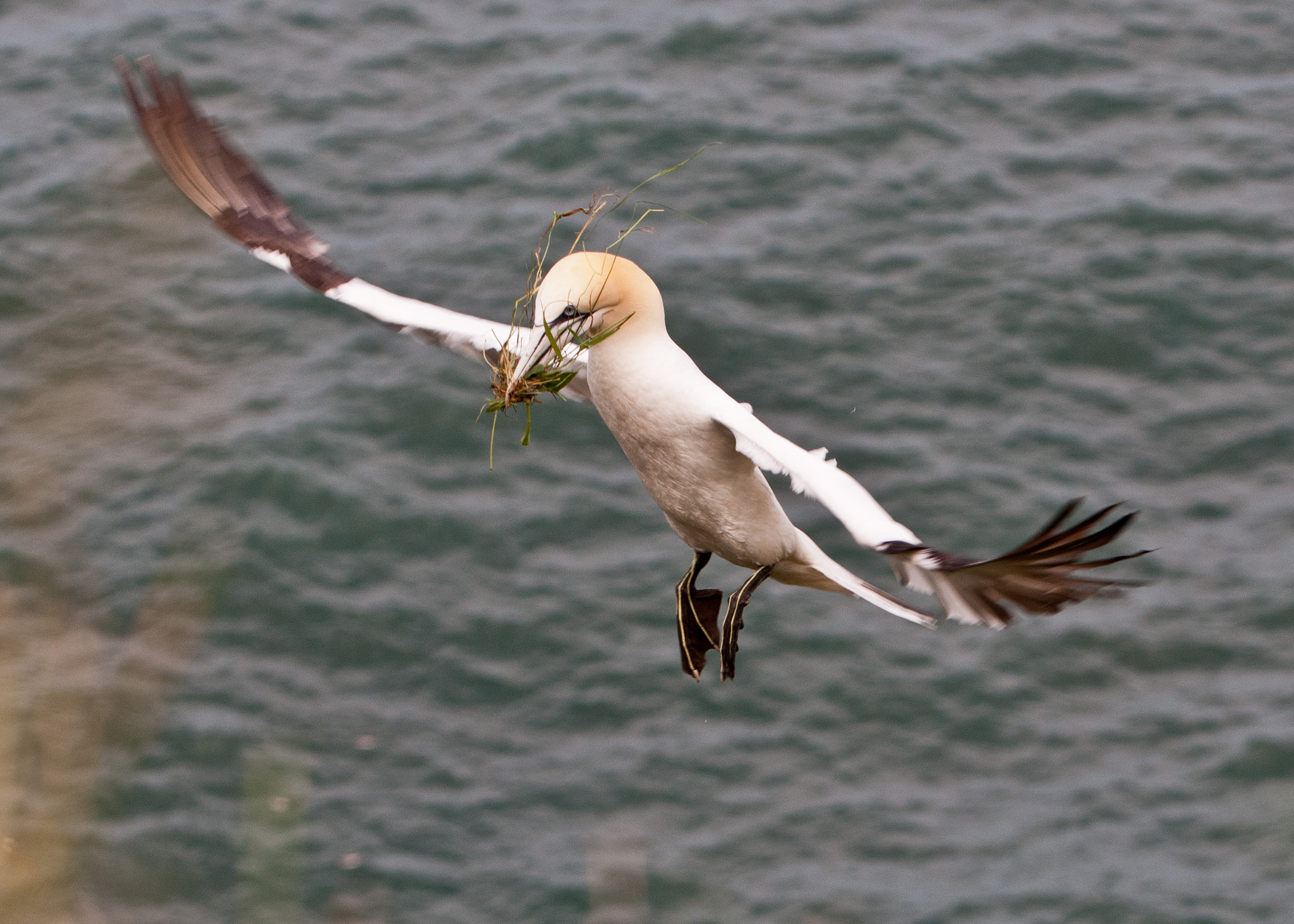 Nikon D300S sample photo. Flight photography