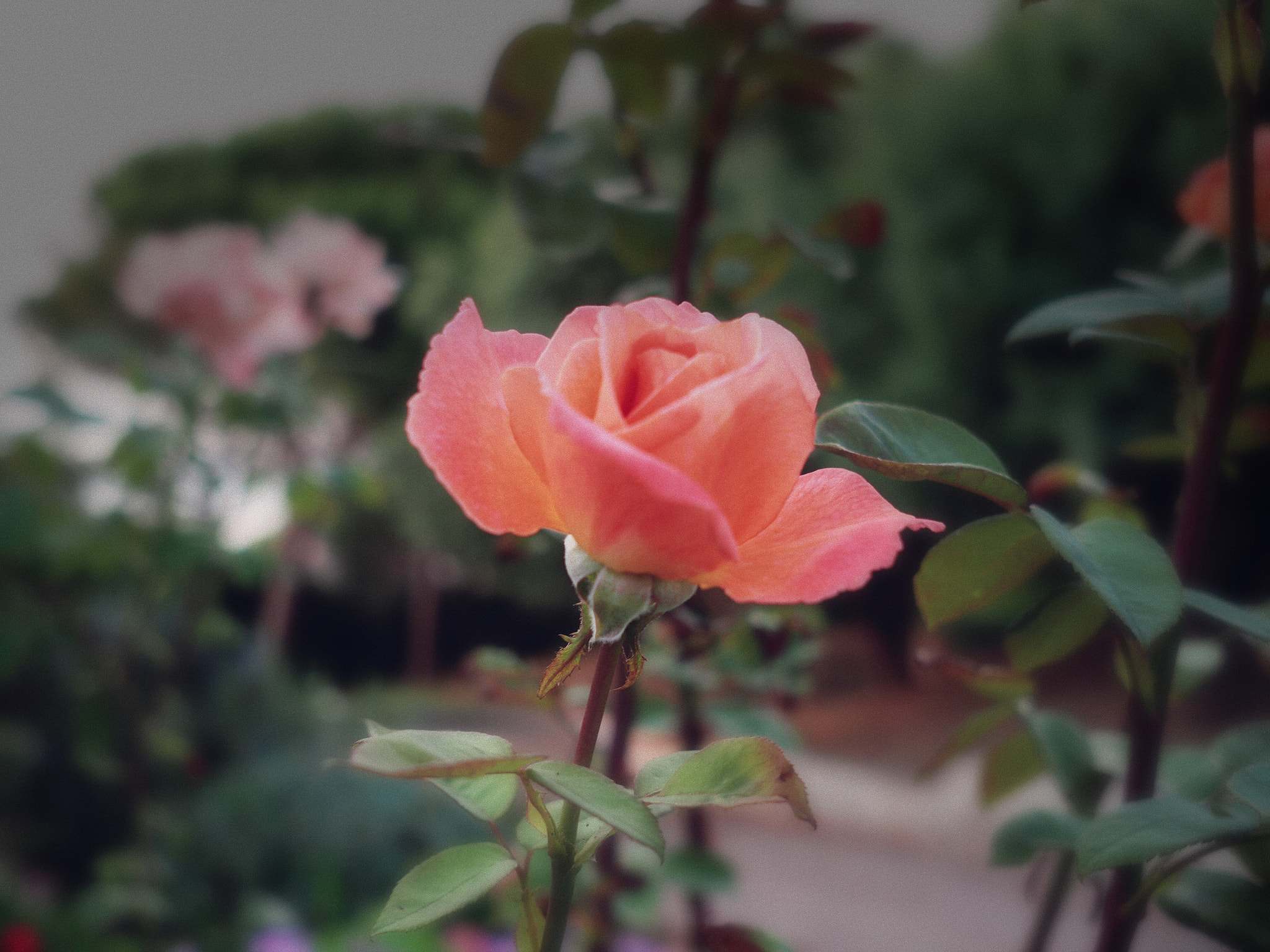 Sigma 19mm F2.8 DN Art sample photo. Una rosa photography