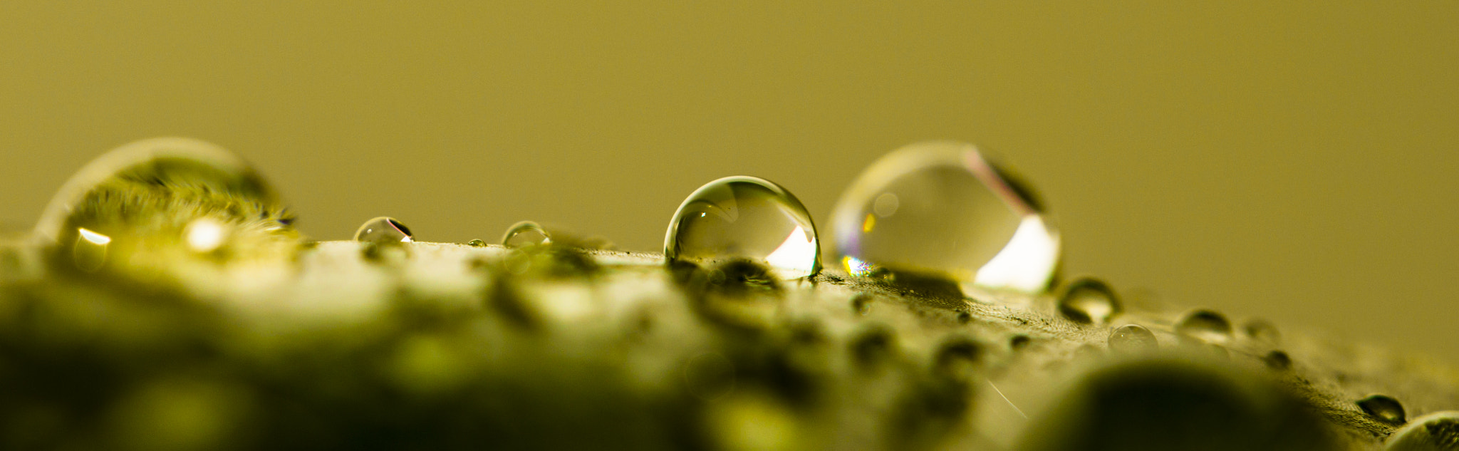 Canon EF-S 60mm F2.8 Macro USM sample photo