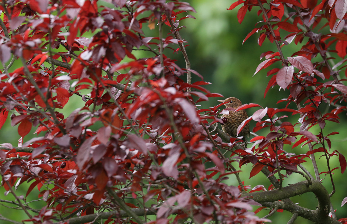 Canon EF 70-300mm F4-5.6L IS USM sample photo. Life's photography