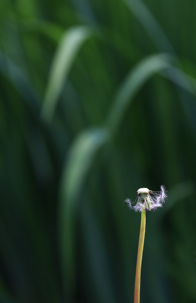 Canon EF 70-300mm F4-5.6L IS USM sample photo. On the pond's shore photography