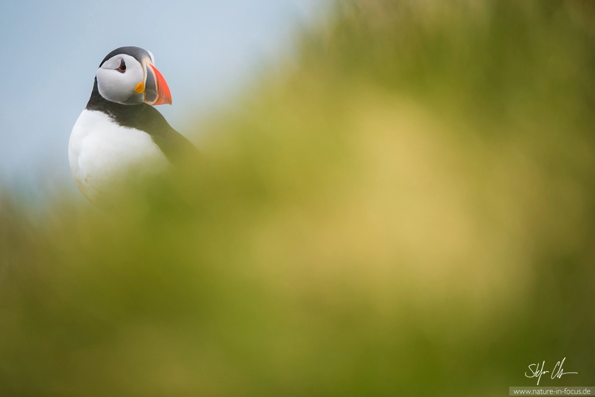Nikon AF-S Nikkor 400mm F2.8E FL ED VR sample photo. Puffin in a window photography