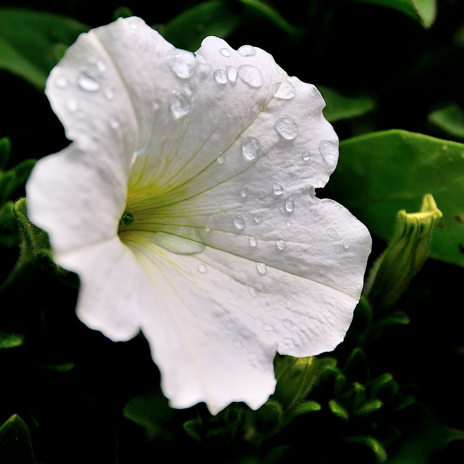 Nikon D3 sample photo. Bindweed flower photography