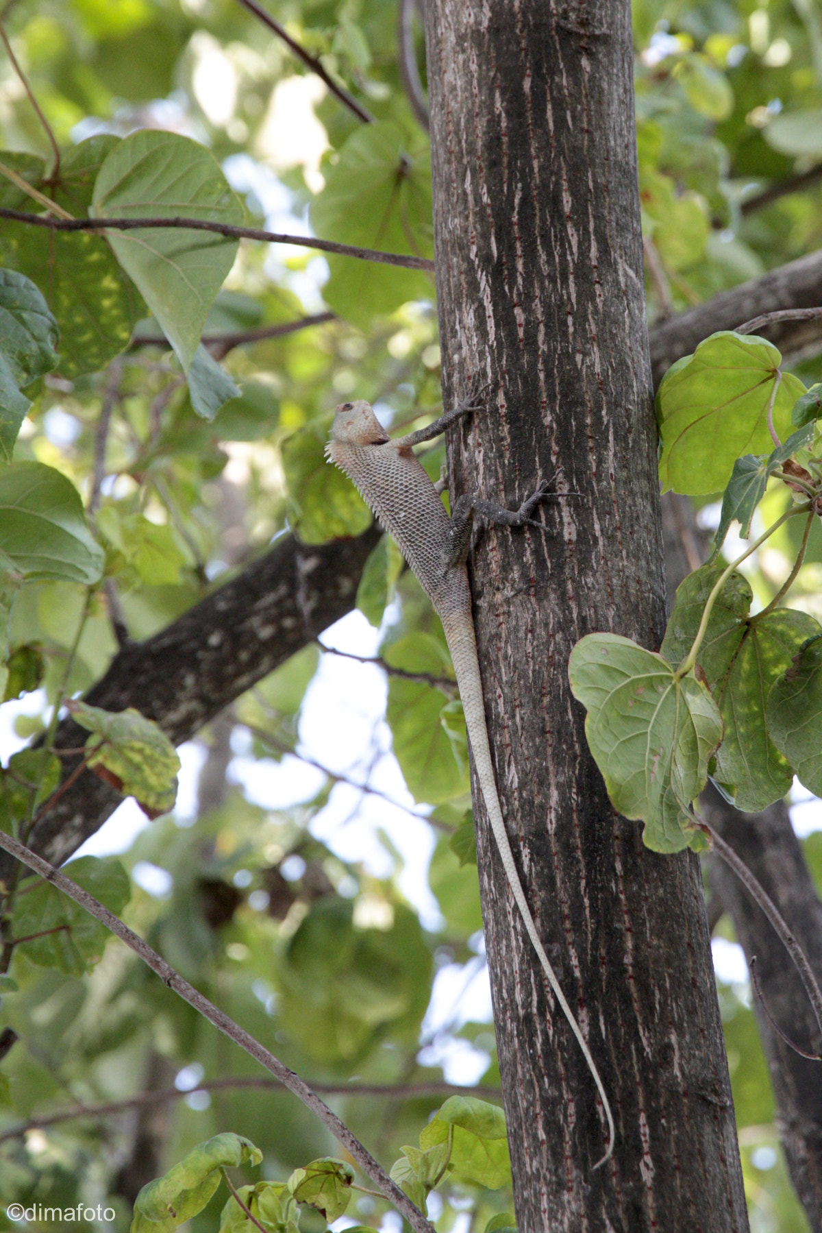 Canon EF-S 15-85mm F3.5-5.6 IS USM sample photo. Long tail. photography