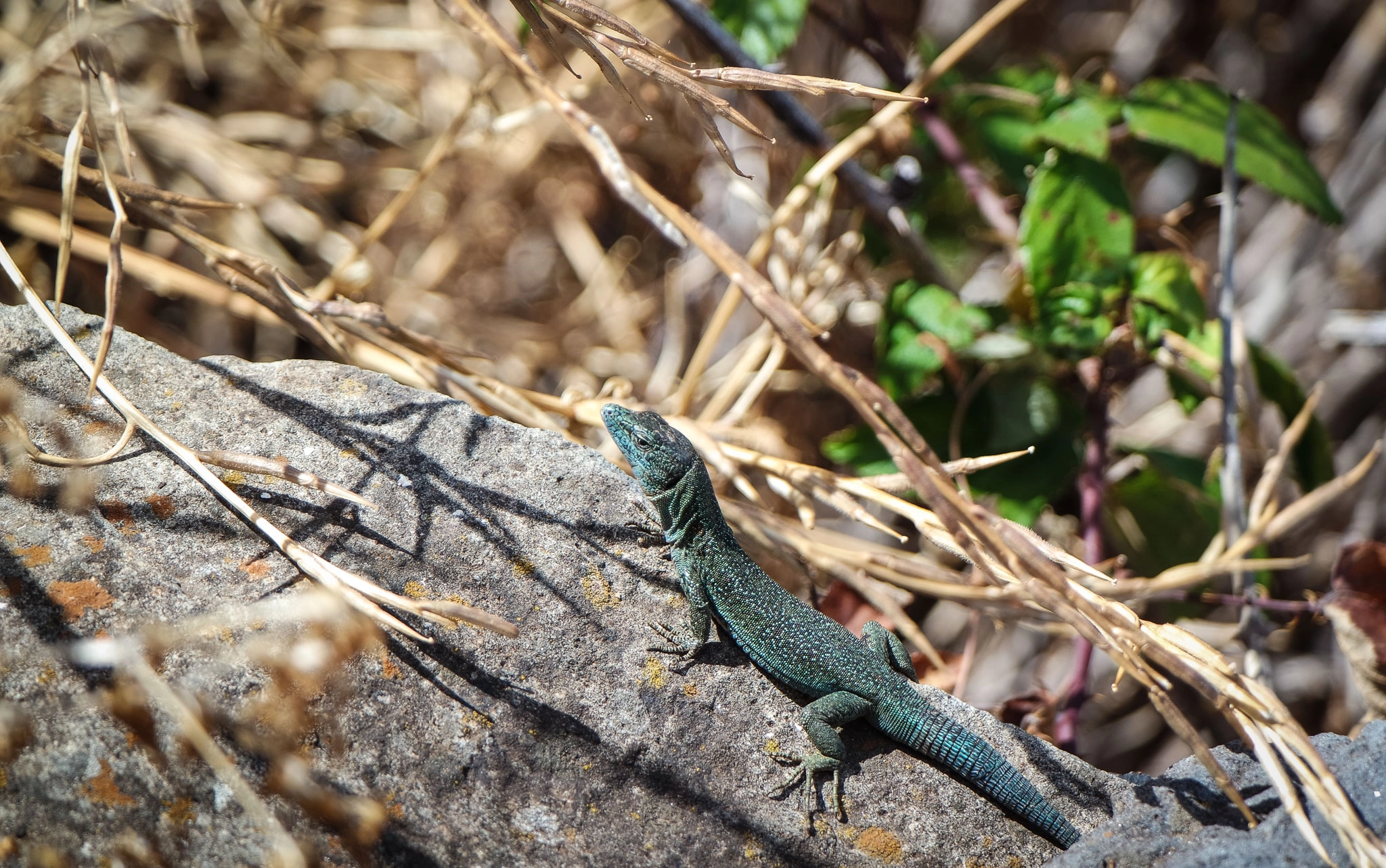 Samsung NX3000 + NX 50-200mm F4-5.6 sample photo. Lizard photography