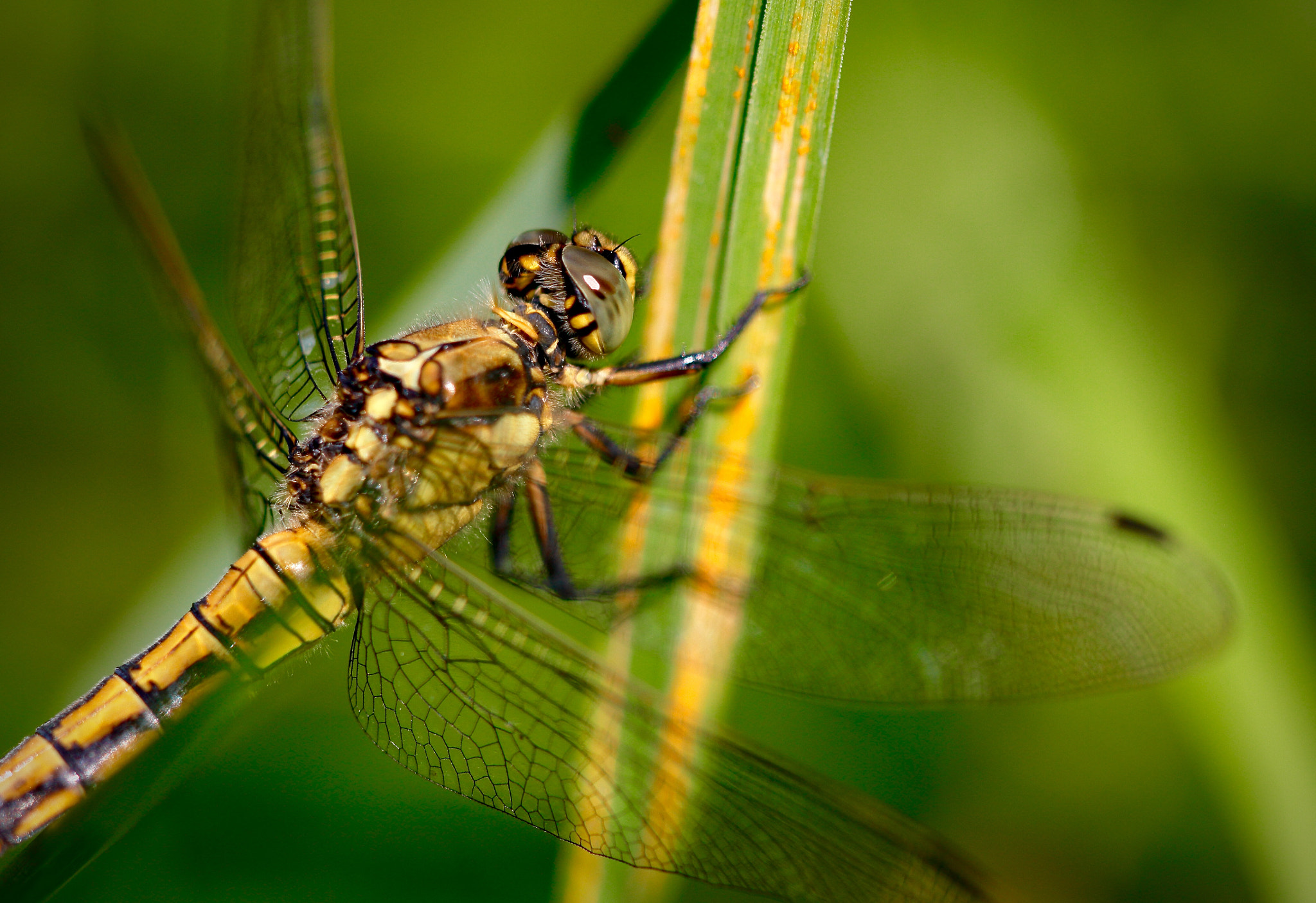 Sigma APO Macro 150mm f/2.8 EX DG HSM sample photo. Dragonfly photography