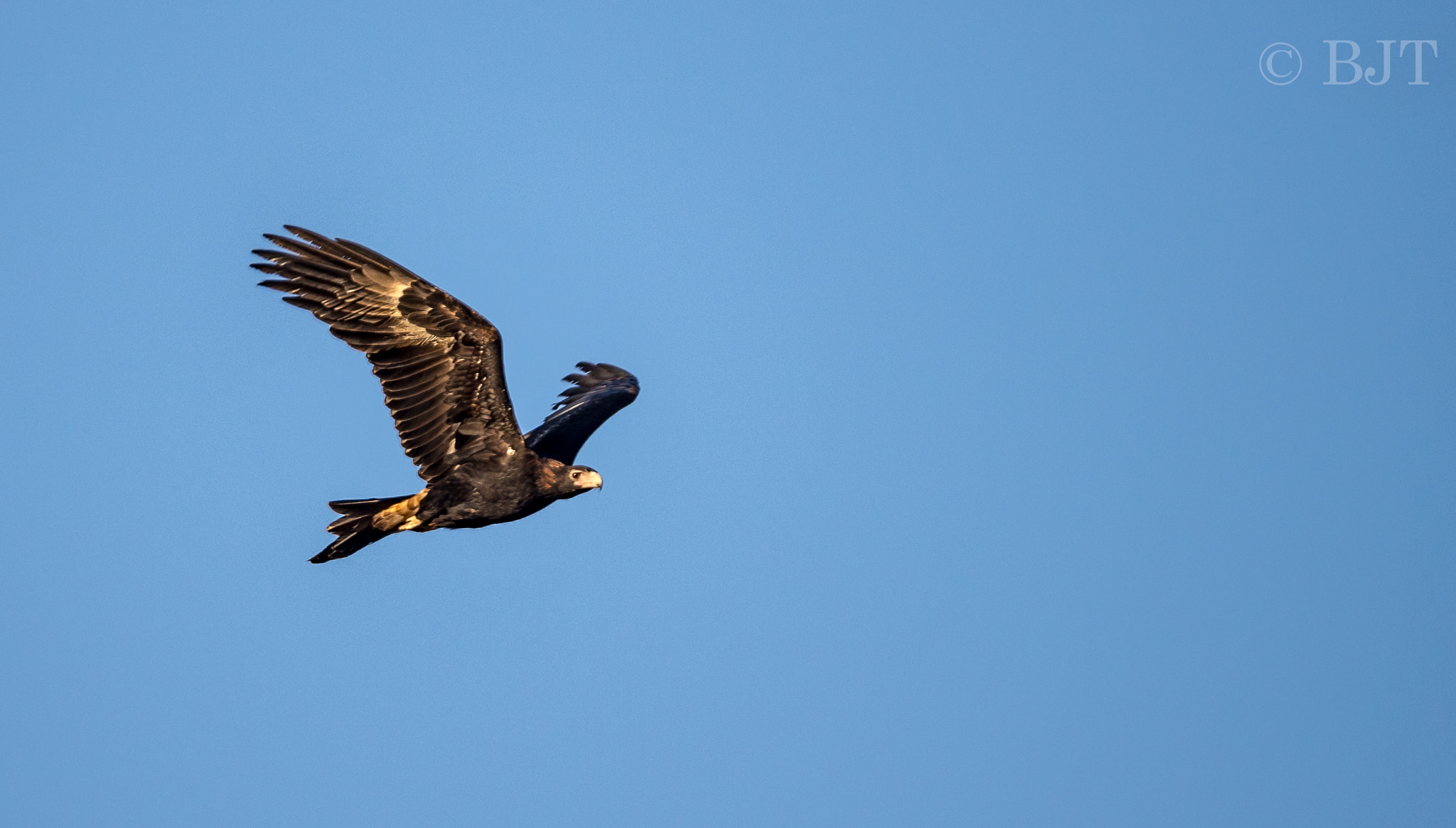 Nikon D610 + Nikon AF-S Nikkor 500mm F4G ED VR sample photo. Eagle photography