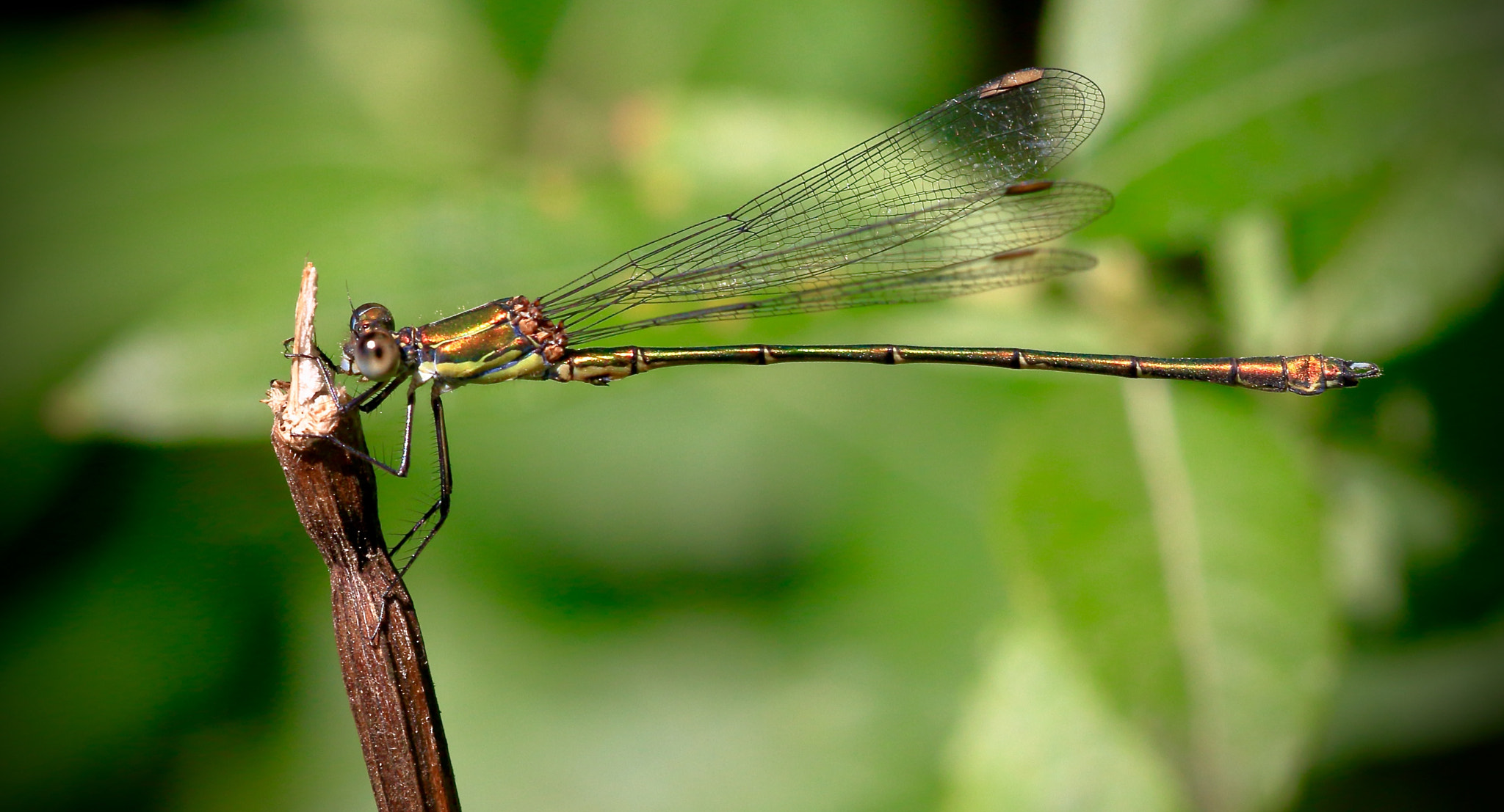 Sigma APO Macro 150mm f/2.8 EX DG HSM sample photo. Willow emerald damselfly photography