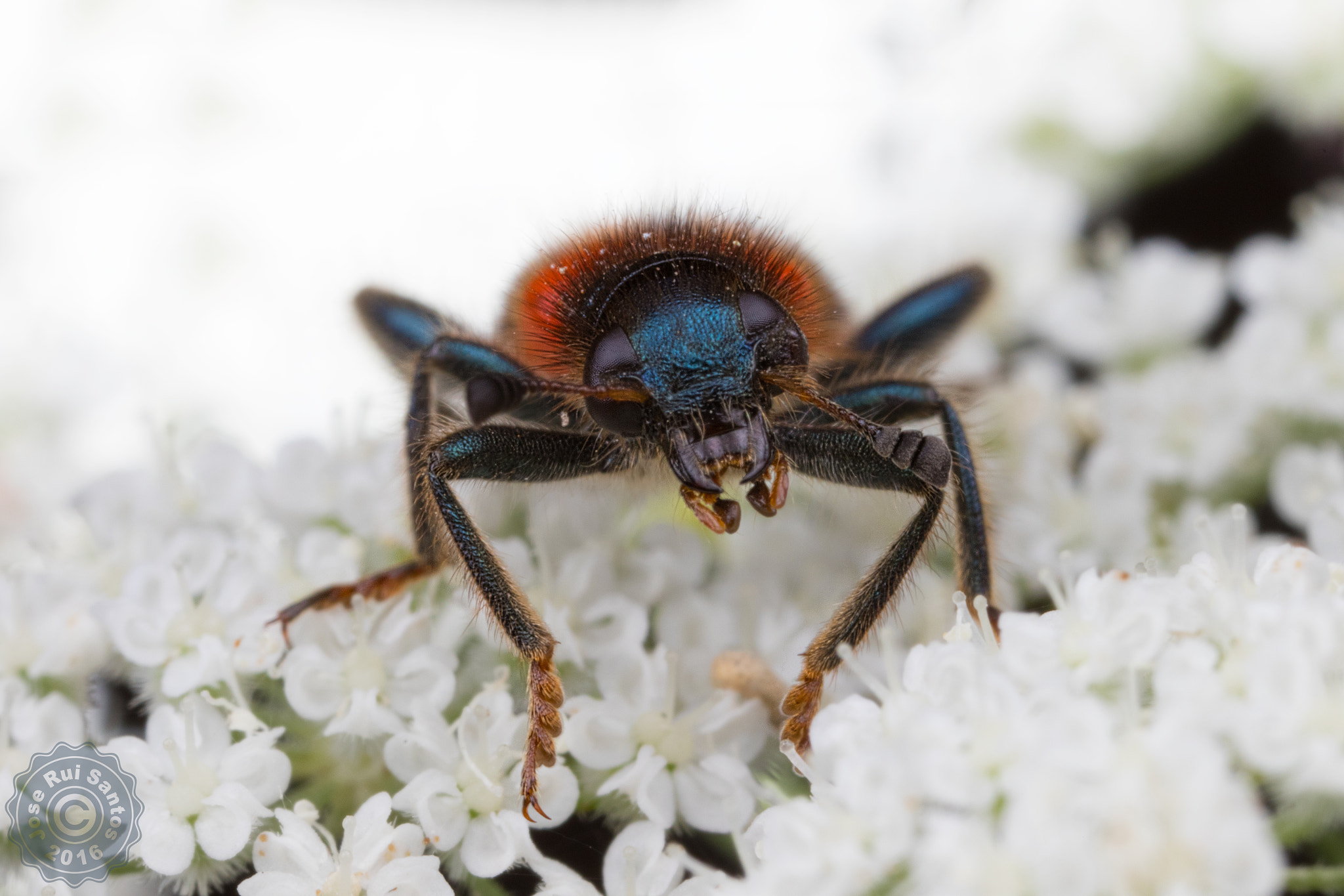 Canon MP-E 65mm F2.5 1-5x Macro Photo sample photo. Am i photogenic? photography