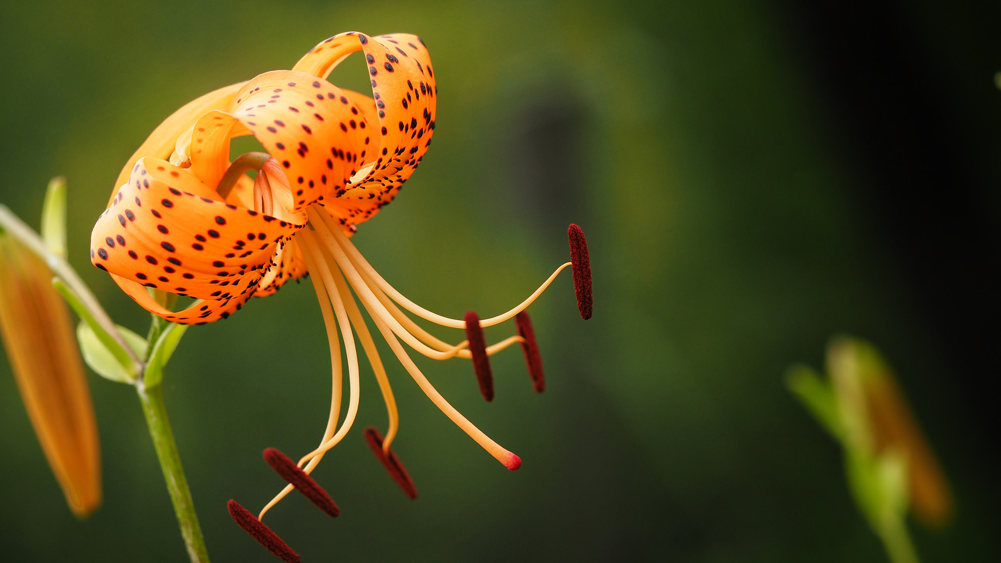 Olympus PEN E-PL7 sample photo. Tiger lily photography