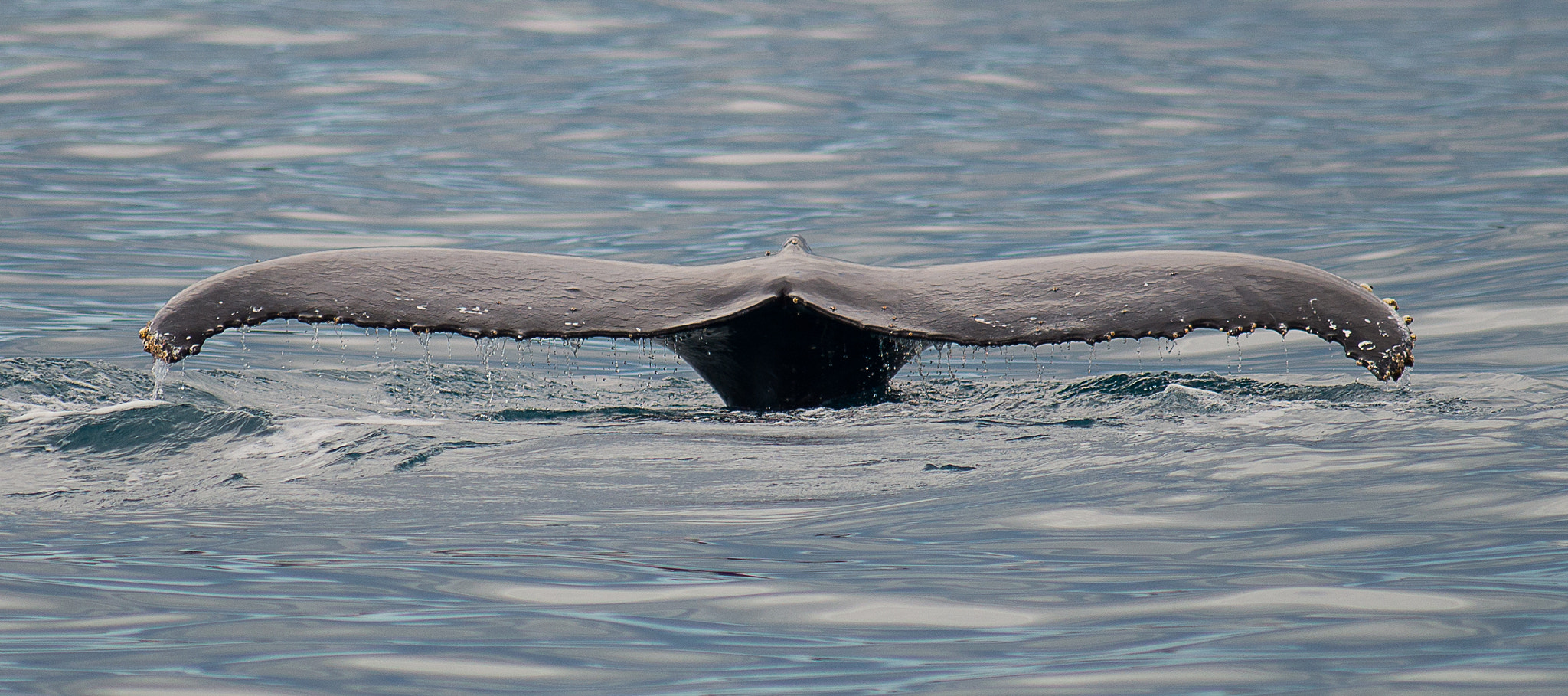 Nikon D600 + Tokina AT-X 304 AF (AF 300mm f/4.0) sample photo. Whales at hervey bay australia photography