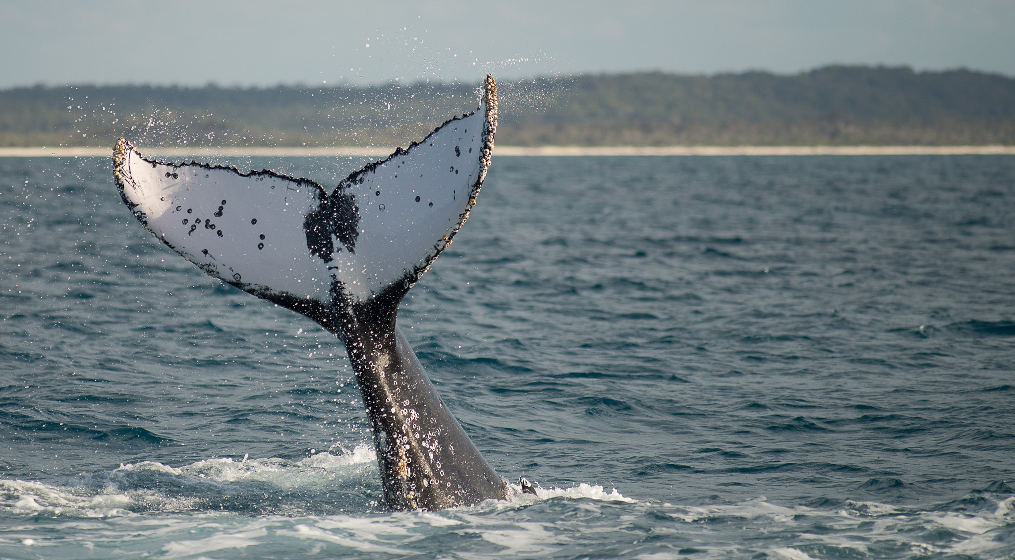Tokina AT-X 304 AF (AF 300mm f/4.0) sample photo. Whales at hervey bay australia photography