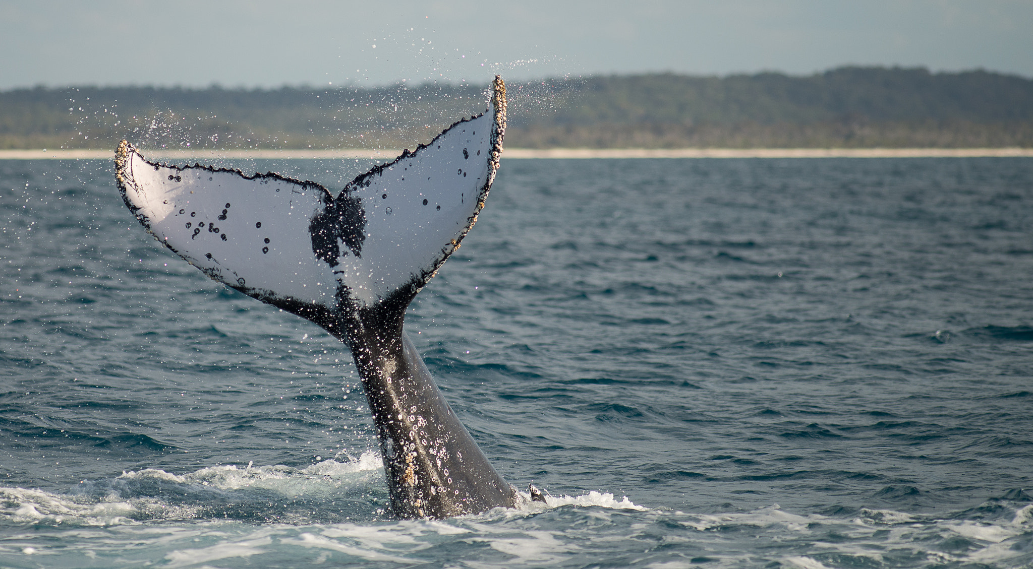 Nikon D600 + Tokina AT-X 304 AF (AF 300mm f/4.0) sample photo. Whales at hervey bay australia photography