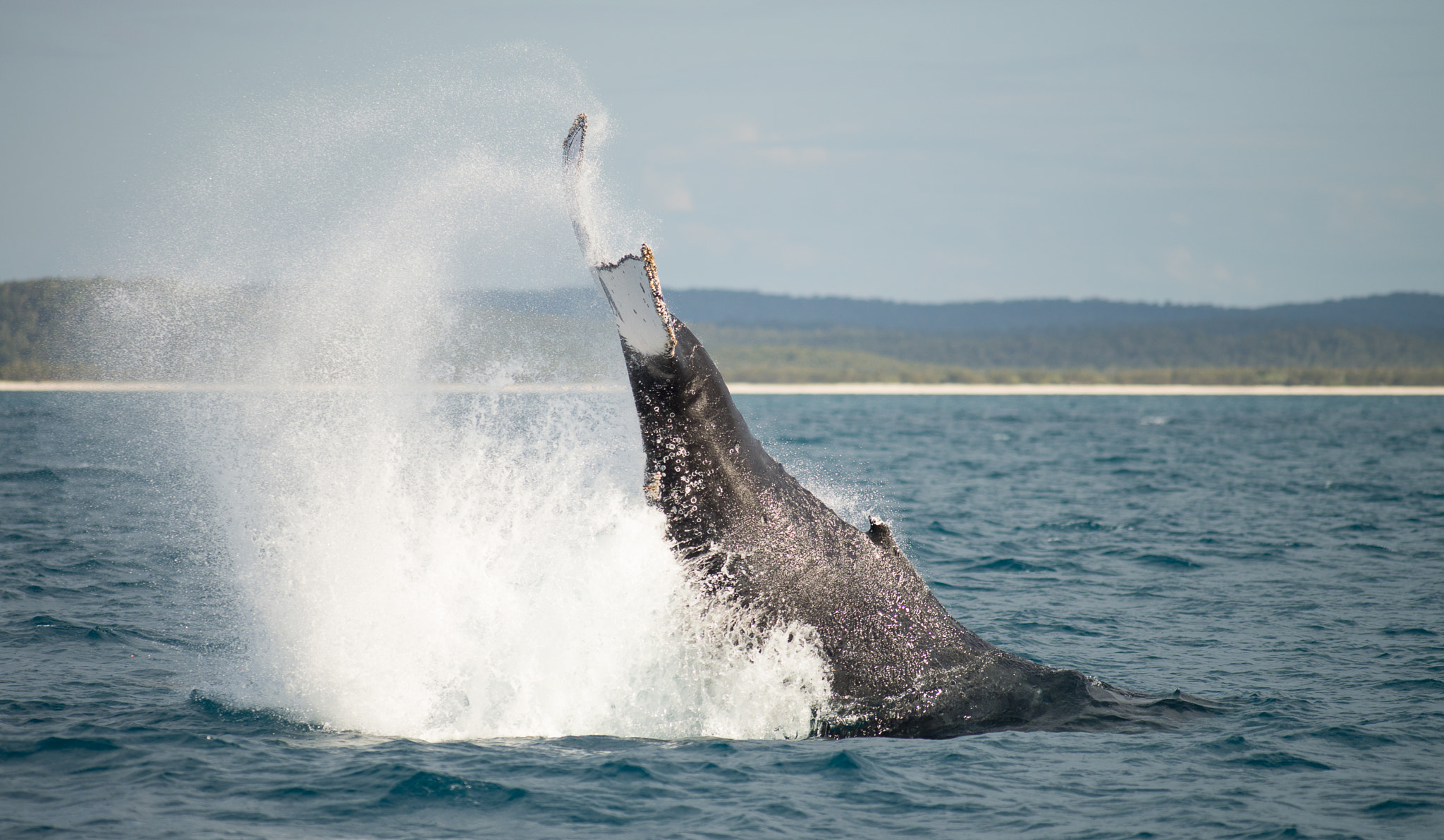 Nikon D600 + Tokina AT-X 304 AF (AF 300mm f/4.0) sample photo. Whales at hervey bay australia photography