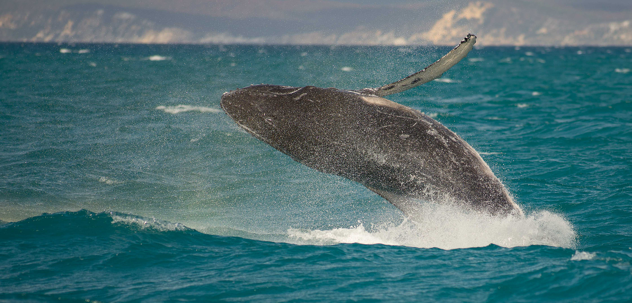 Tokina AT-X 304 AF (AF 300mm f/4.0) sample photo. Whales at hervey bay australia photography