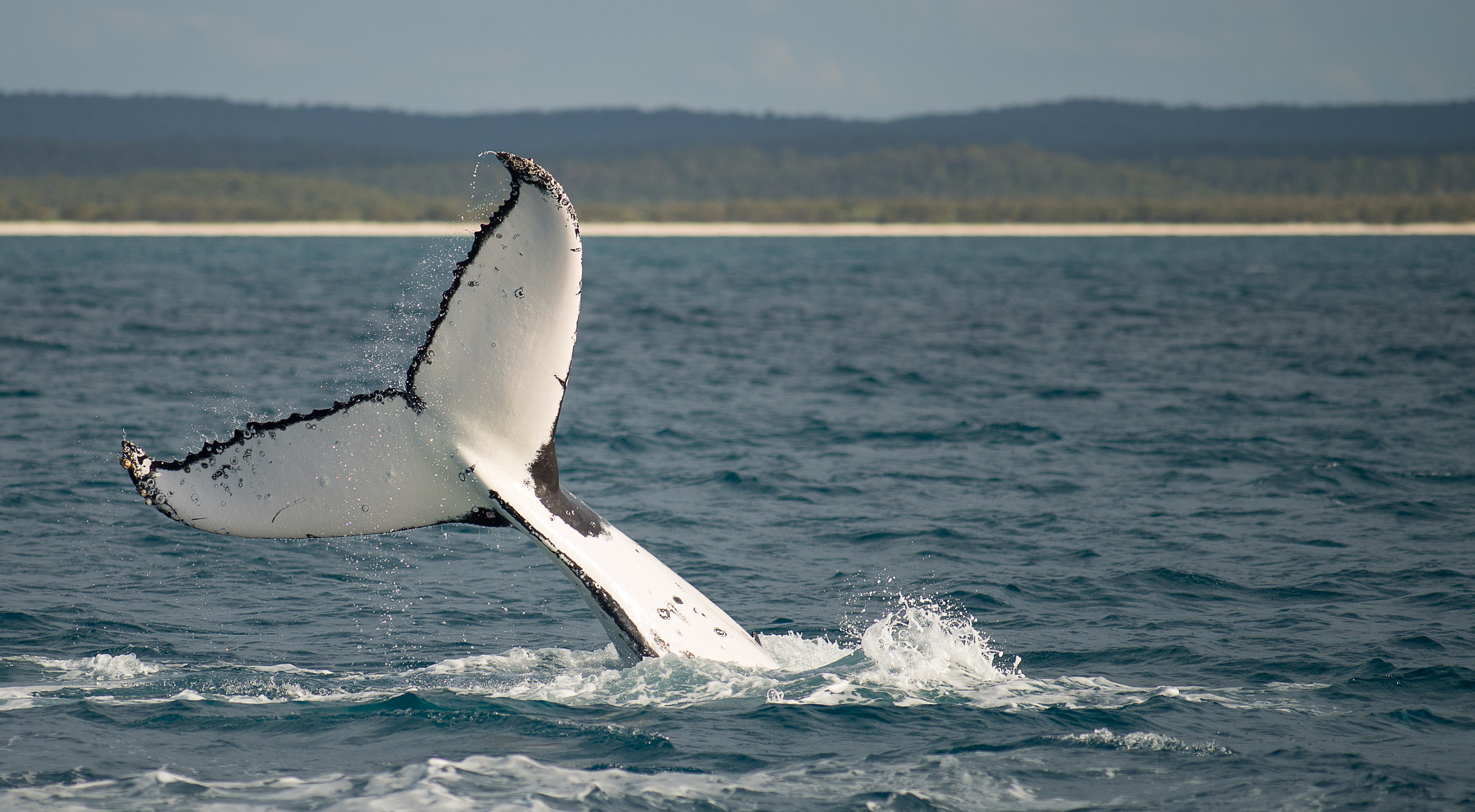 Tokina AT-X 304 AF (AF 300mm f/4.0) sample photo. Whales at hervey bay australia photography