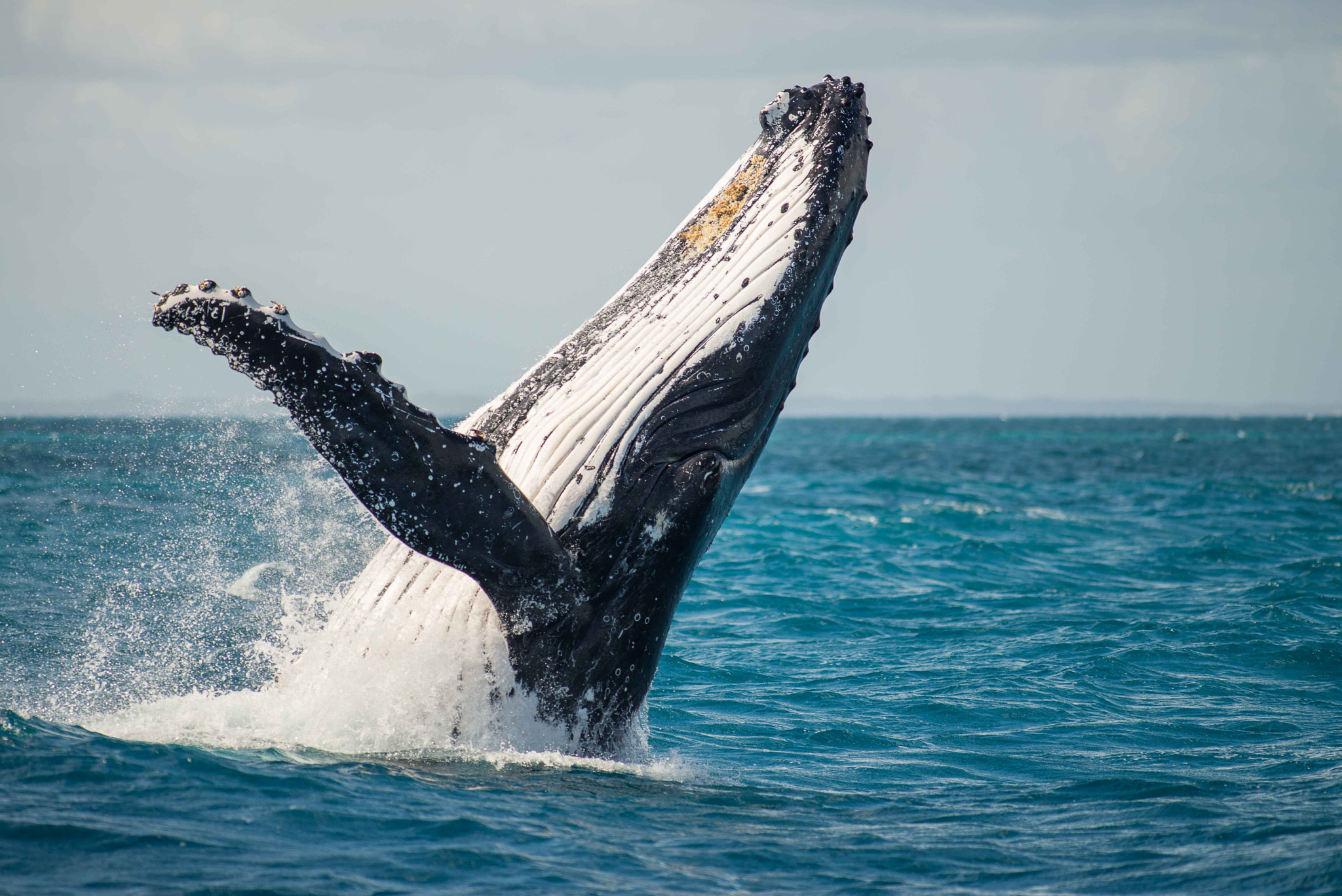 Tokina AT-X 304 AF (AF 300mm f/4.0) sample photo. Whales at hervey bay australia photography