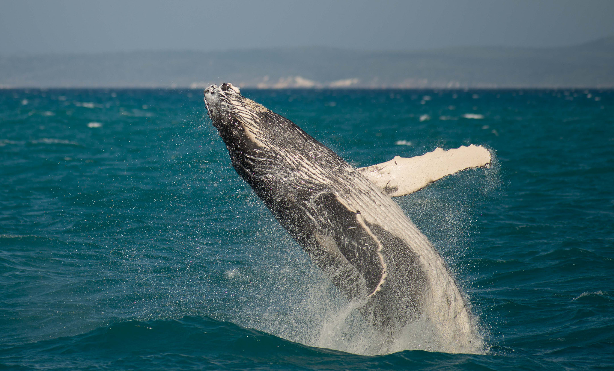 Nikon D600 + Tokina AT-X 304 AF (AF 300mm f/4.0) sample photo. Whales at hervey bay australia photography