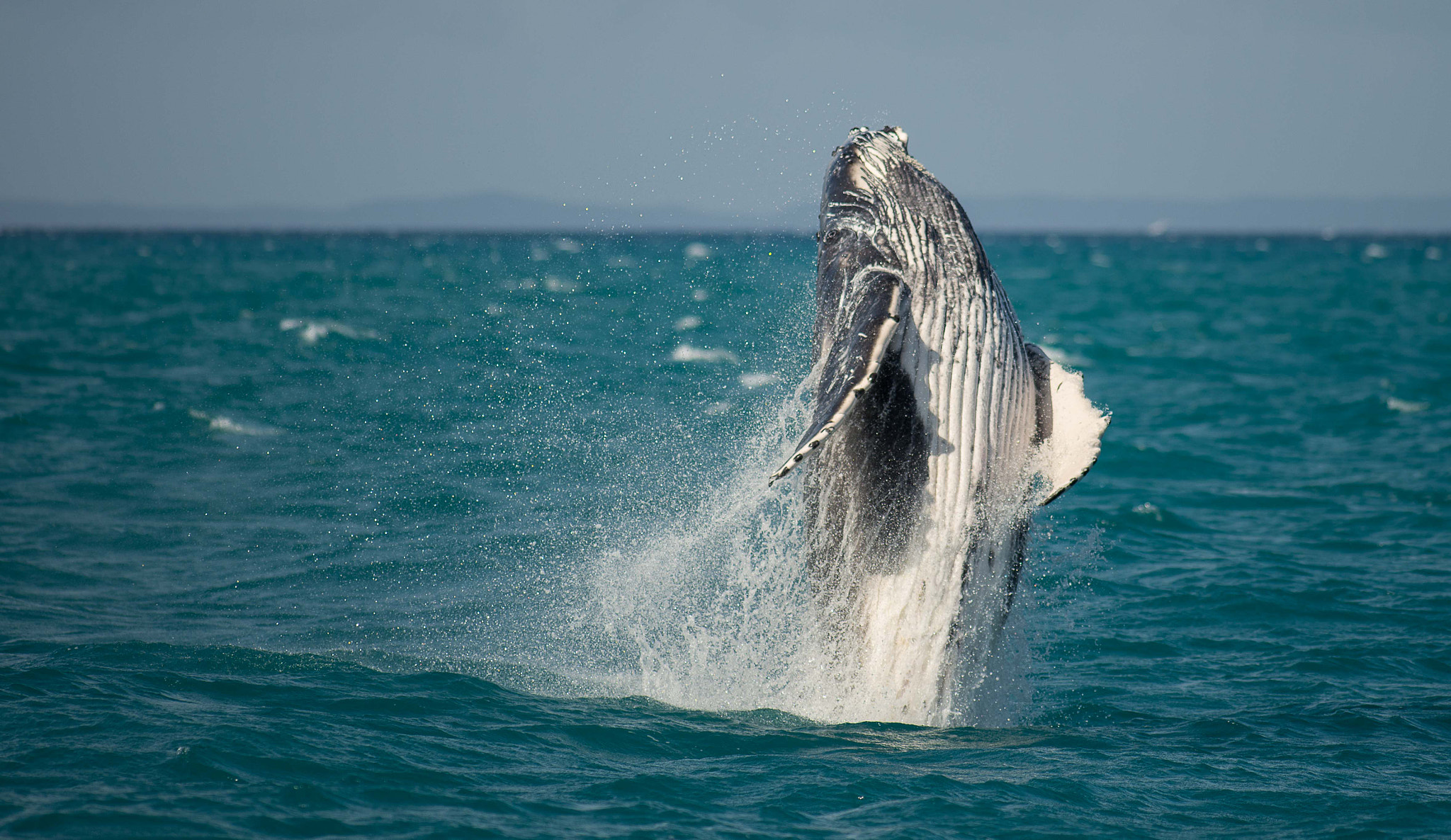 Tokina AT-X 304 AF (AF 300mm f/4.0) sample photo. Whales at hervey bay australia photography