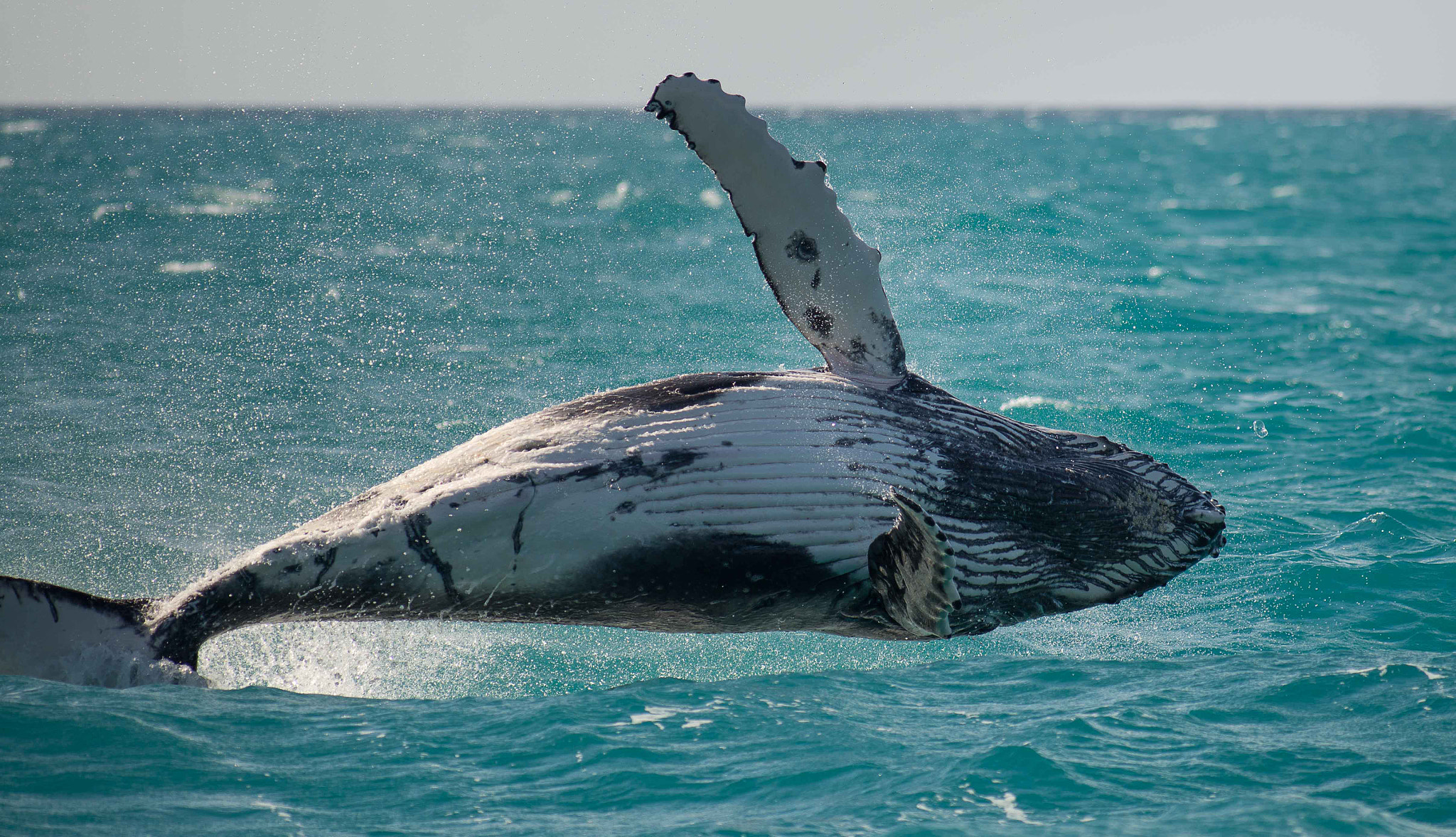 Nikon D600 + Tokina AT-X 304 AF (AF 300mm f/4.0) sample photo. Whales at hervey bay australia photography