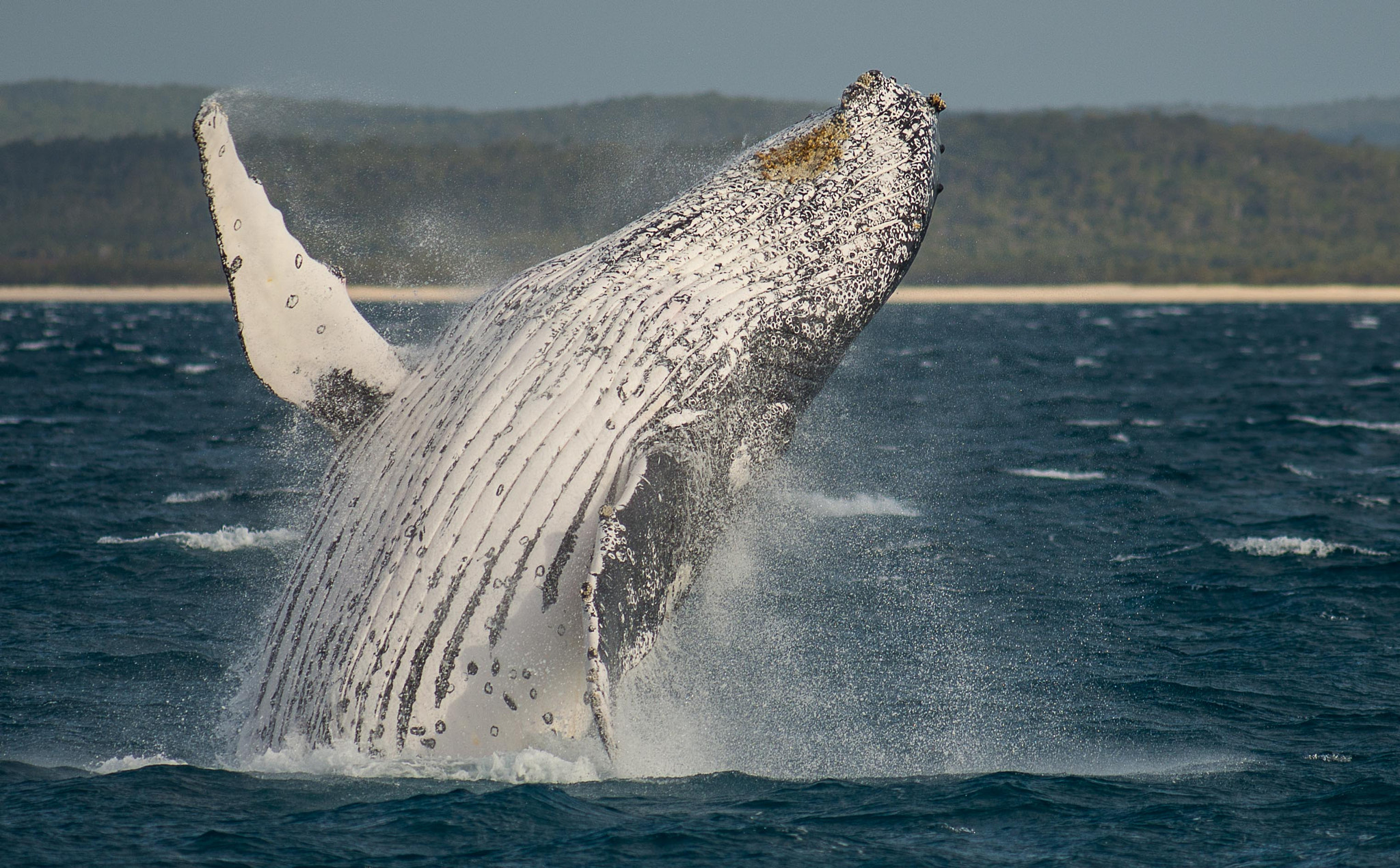 Tokina AT-X 304 AF (AF 300mm f/4.0) sample photo. Whales at hervey bay australia photography