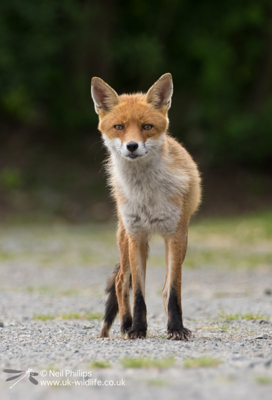 Pentax K-3 sample photo. Fox photography