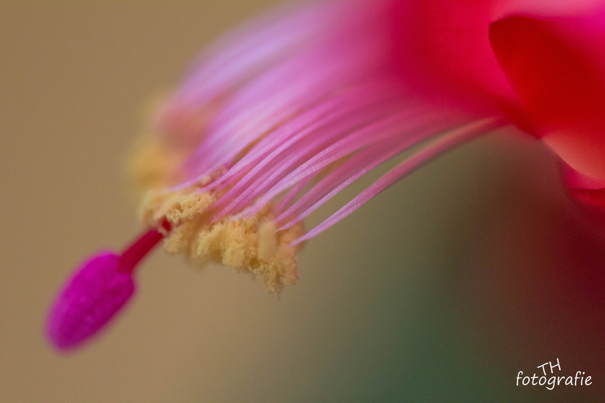 Tamron SP AF 60mm F2 Di II LD IF Macro sample photo. Simply macro photography