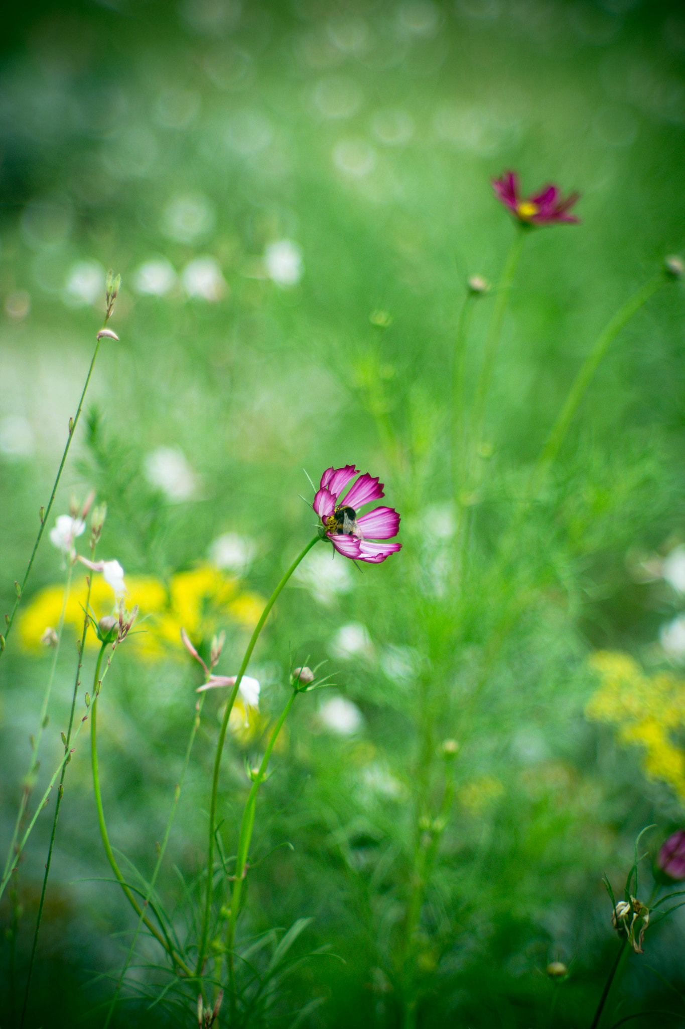 Canon EF 35-80mm f/4-5.6 sample photo