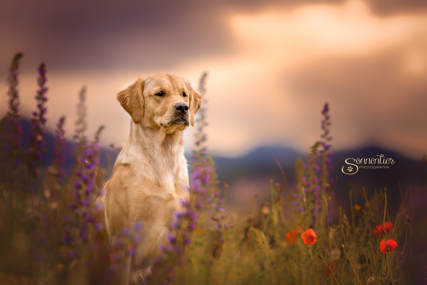 Canon EOS 7D Mark II + Canon EF 135mm F2L USM sample photo. Stormy weather photography