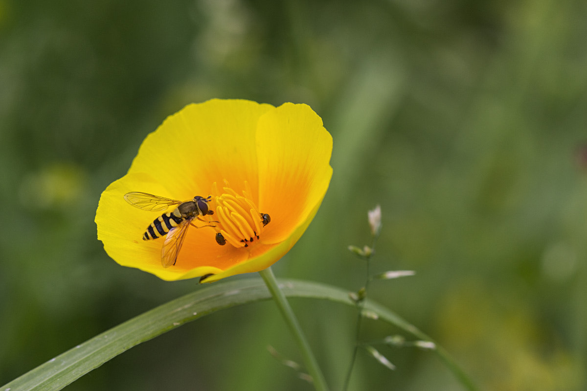 Sigma APO Macro 150mm f/2.8 EX DG HSM sample photo. Marmalade hoverfly photography