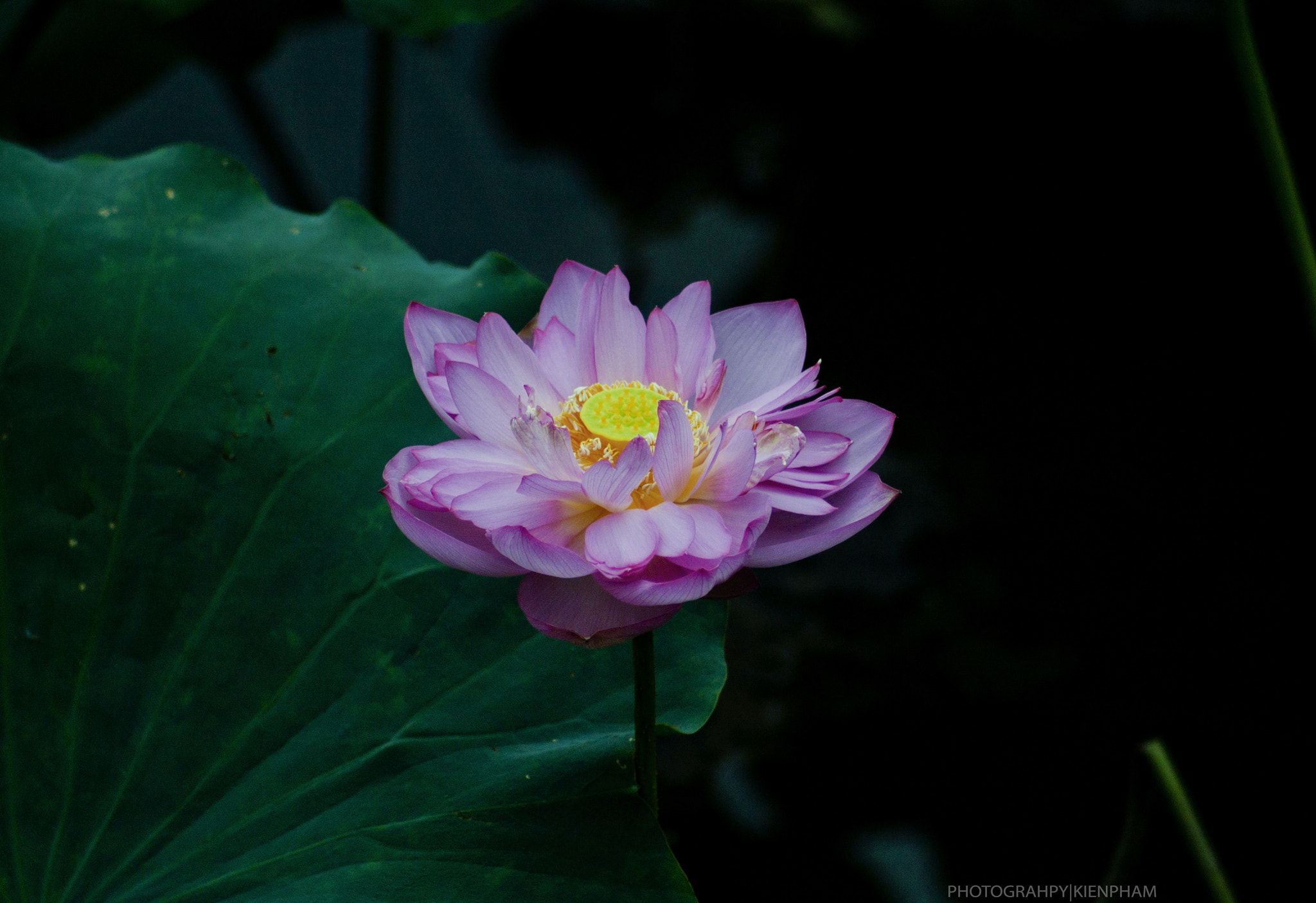 Canon EOS 500D (EOS Rebel T1i / EOS Kiss X3) sample photo. Sen - viet nam photography